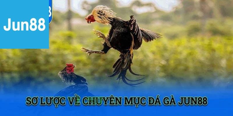 Các Hình Thức Đá Gà Jun88 Phổ Biến