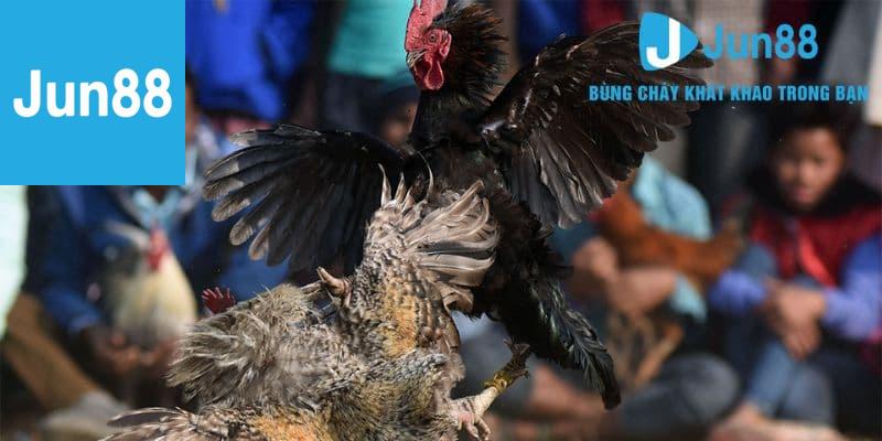 Bí Quyết Chiến Thắng Khi Chơi Đá Gà Jun88