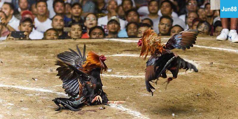 Đá gà trực tiếp Campuchia Kinh nghiệm cược đá gà hiệu quả