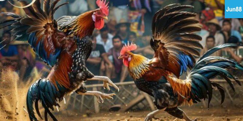 Vì Sao Đá Gà Trực Tiếp Thomo C3 Được Yêu Thích?