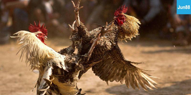 Trực tiếp đá gà C1 hôm nay Làm Sao Để Xem Trực Tiếp Đá Gà C1 Hôm Nay Trên Jun88?