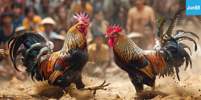 Bí quyết xem đá gà hấp dẫn hơn