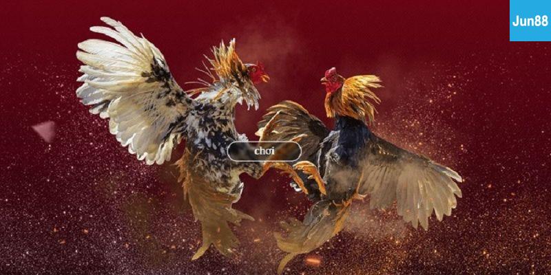 Hướng Dẫn Xem Đá Gà Trực Tiếp Online
