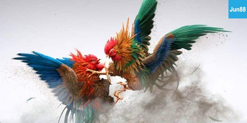 Những Điều Cần Lưu Ý Khi Xem Đá Gà Online