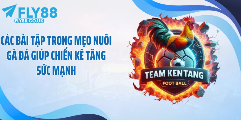 Các bài tập trong mẹo nuôi gà đá giúp chiến kê tăng sức mạnh